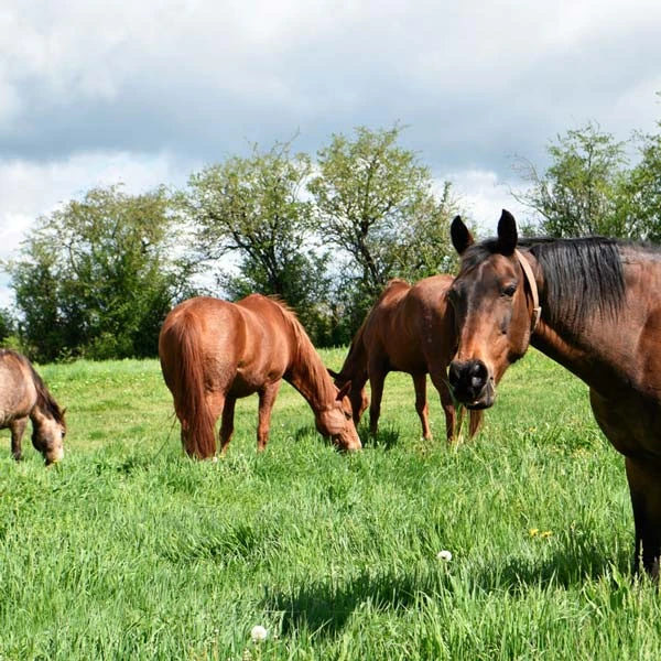 Pension pour chevaux à Alleyrac, Haute-Loire